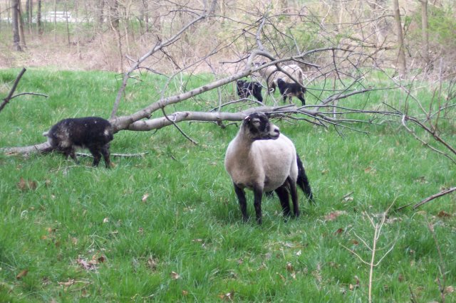 Nubian Sheep